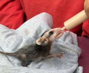Brigada Mykurê ya no realizará rescate de animales silvestres por persecución del Mades - Nacionales - ABC Color