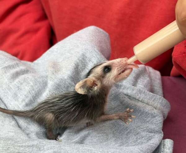 Brigada Mykurê ya no realizará rescate de animales silvestres por persecución del Mades - Nacionales - ABC Color