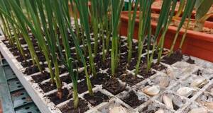 Paraguay consume 22.500 kg de ajo por día y genera al productor G. 35.000.000 al final de la zafra