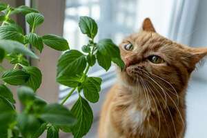 ¿Tu gato rompe plantas? Por qué lo hace y cómo evitarlo sin castigarlo - Mascotas - ABC Color