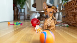 Qué tener en cuenta antes de llevar una mascota a casa