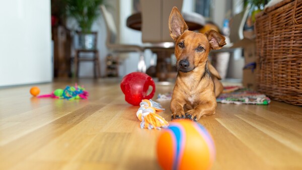 Qué tener en cuenta antes de llevar una mascota a casa