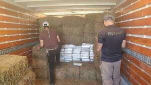 Interceptan más de dos toneladas de marihuana ocultas entre bolsas de alfalfa y granos - Policiales - ABC Color