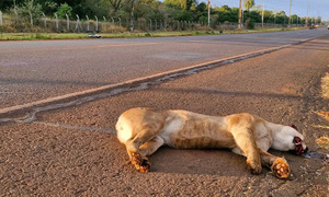 Puma muere atropellado frente a la Reserva Tatí Yupí - OviedoPress