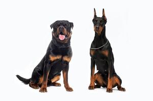 Rottweiler vs Doberman: cuál es mejor para cuidar tu familia - Mascotas - ABC Color