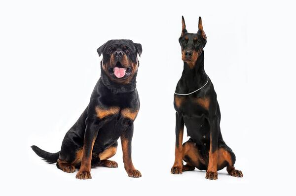 Rottweiler vs Doberman: cuál es mejor para cuidar tu familia - Mascotas - ABC Color