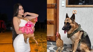 La gallina de Laurys Dyva tiene dos guardias y cobra casi G. 100 palos