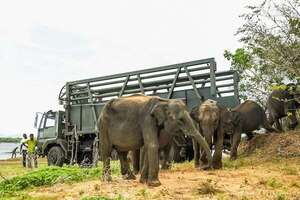 Seis crías de elefante huérfanas vuelven a la vida salvaje en Sri Lanka - Ciencia - ABC Color