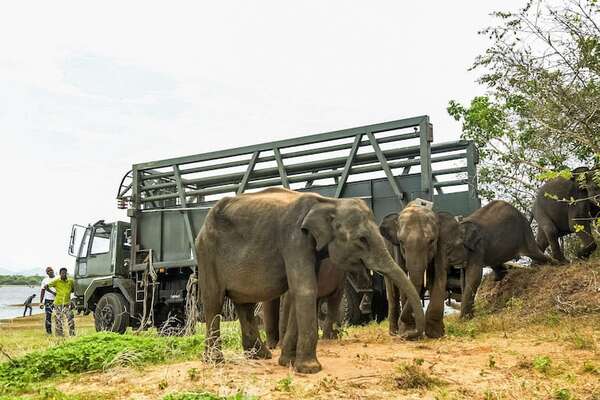 Seis crías de elefante huérfanas vuelven a la vida salvaje en Sri Lanka - Ciencia - ABC Color