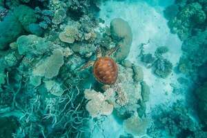 Bucear en la Gran Barrera de Coral desde Cairns: guía para explorar el mayor arrecife del mundo - Viajes - ABC Color