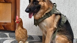 ¡Lo que faltaba! ¡La gallina de Laurys ya tiene "seguridá"!