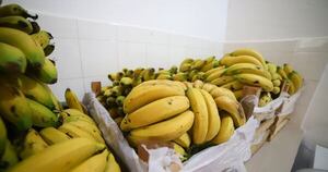 La Nación / Estiman que exportación de bananas llegará a los USD 35 millones este año