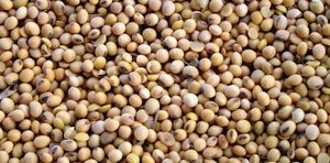 Zafra 2024-2025: soja registra aumento de superficie y rendimiento en Paraguay