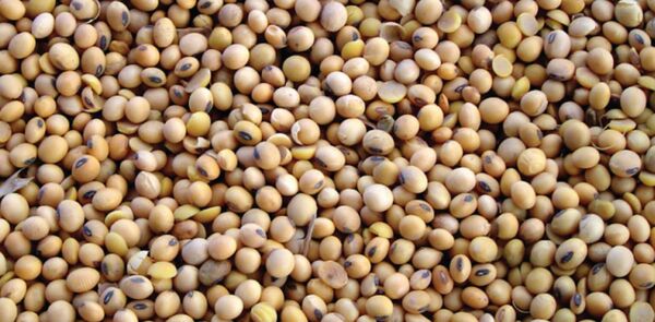 Zafra 2024-2025: soja registra aumento de superficie y rendimiento en Paraguay