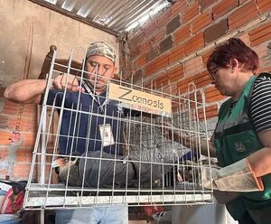 Adolescentes atacan a un ave llamado kara kara protegido por ley: Finalmente fue rescatado