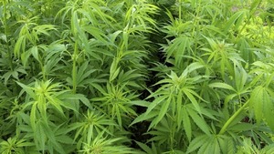 Con legalización del cannabis, Paraguay tendría ganancias millonarias en impuestos, según Cámara