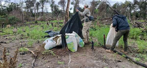Eliminan más de diez toneladas de marihuana en Caaguazú  - Policiales - ABC Color