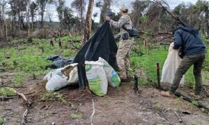 Senad elimina 12 toneladas de marihuana en R.I.3 Corrales – Prensa 5