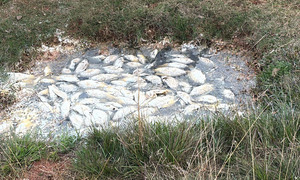 Peces muertos, agua verde y cloacas: vecinos de Pindoty denuncian desastre ambiental de la ESSAP - OviedoPress