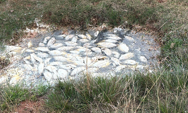 Peces muertos, agua verde y cloacas: vecinos de Pindoty denuncian desastre ambiental de la ESSAP - OviedoPress