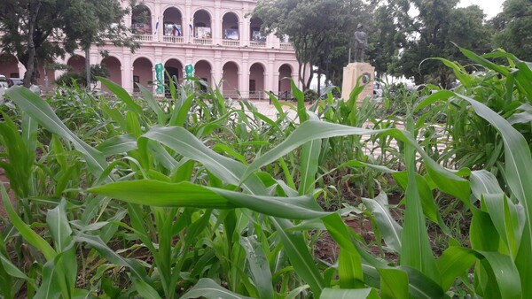 Plantío Rafael Barret, el límite del arte