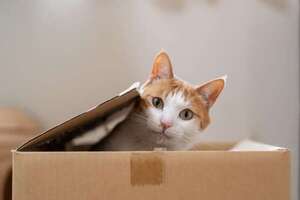 ¿Tu gato se aleja cuando lo acariciás?: señales de sobreestimulación y cómo ayudarlo - Mascotas - ABC Color