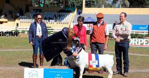 La Nación / Expo Paraguay 2025: ovinos de las razas dorper y Santa Inés ya tienen a sus grandes campeones