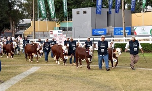 Ganadería paraguaya deslumbra con su alta genética en la Expo