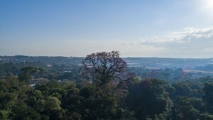 Buscan al árbol con más historia del país
