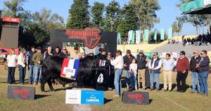 La Nación / Expo Paraguay 2025 consagró grandes campeones de la raza brangus
