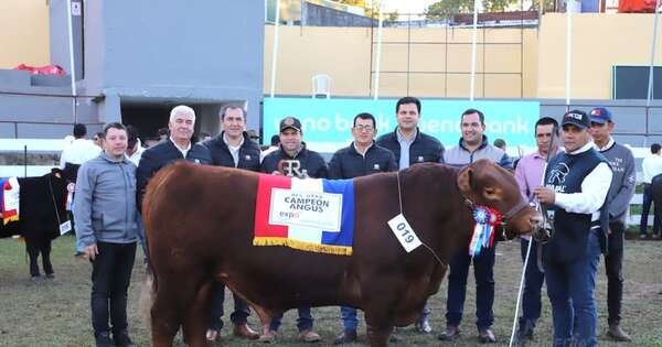 La Nación / Raza Angus: Ganadera Sofía ganó el premio de reserva de gran campeón