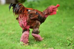 Gallina dragón: el enigmático pollo de patas gigantes que fascina a la ciencia - Ciencia - ABC Color