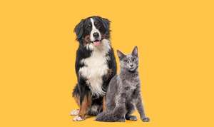 ¿Perros o gatos?: lo que dice la ciencia sobre quién entiende mejor tus emociones - Mascotas - ABC Color