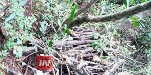 HALLARON UN CRÁNEO HUMANO EN SAN PEDRO DEL PNÁ.