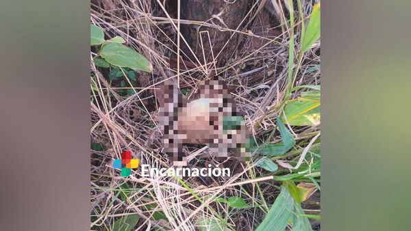 Encuentran un cráneo humano en zona boscosa de San Pedro del Paraná