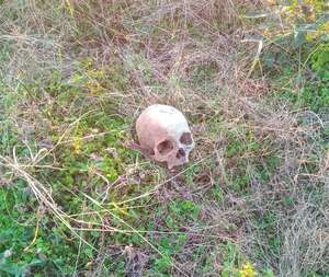 Estaba buscando yuyos y encontró un cráneo humano en San Pedro del Paraná - Policiales - ABC Color