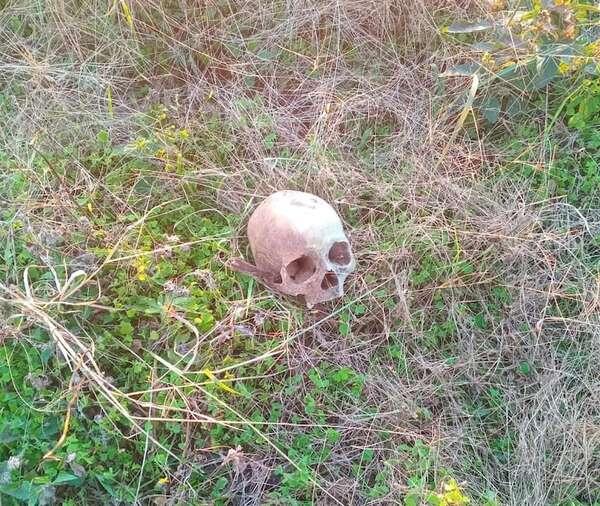 Estaba buscando yuyos y encontró un cráneo humano en San Pedro del Paraná - Policiales - ABC Color