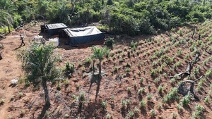 SENAD elimina más de 12 toneladas de cannabis en el Parque Nacional Paso Bravo