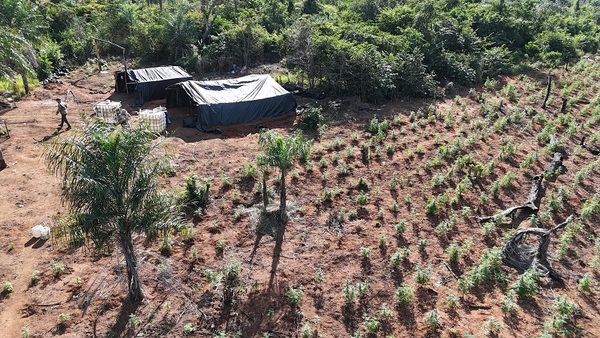 SENAD elimina más de 12 toneladas de cannabis en el Parque Nacional Paso Bravo