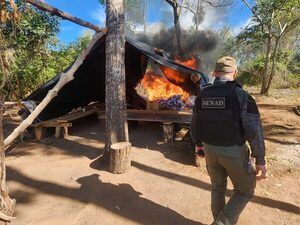 Más de 12 toneladas de cannabis fueron sacadas de circulación en el Parque Nacional Paso Bravo - .::Agencia IP::.