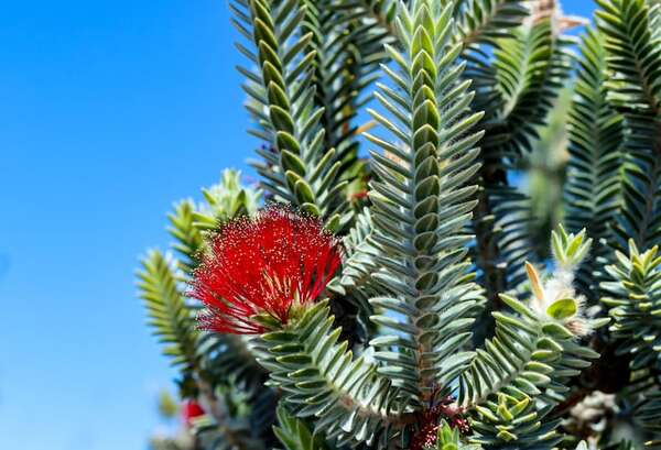 Regelia velutina: la planta de hojas aterciopeladas que enamora a botánicos - Ciencia - ABC Color