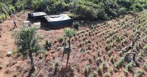 La Nación / Eliminan marihuana en reserva natural