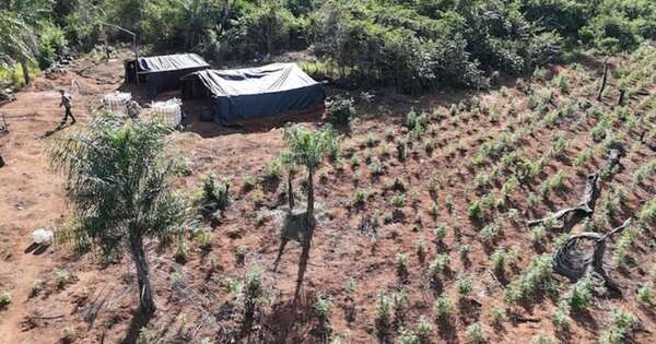 La Nación / Eliminan marihuana en reserva natural