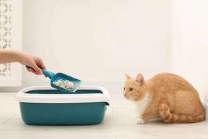 ¿Tu gato evita la caja de arena?: señales de alerta y qué hacer - Mascotas - ABC Color