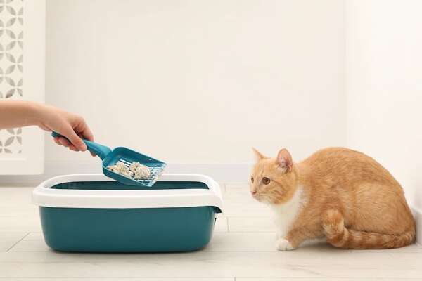 ¿Tu gato evita la caja de arena?: señales de alerta y qué hacer - Mascotas - ABC Color