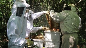 De los humedales de Ñeembucú, una miel busca conquistar EEUU y Europa