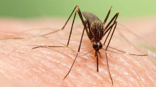 Muere una anciana hospitalizada en Italia tras contraer el virus del Nilo Occidental