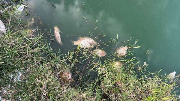 Denuncian nueva mortandad de peces en estanques de la Essap en Coronel Oviedo - Nacionales - ABC Color