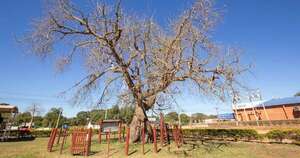 Diario HOY | Invitan a postular a tu árbol favorito en “Colosos de la Tierra”