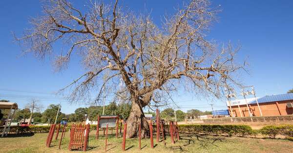 Diario HOY | Invitan a postular a tu árbol favorito en “Colosos de la Tierra”